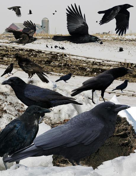 American crow collage