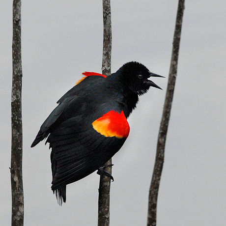 Red-winged blackbird