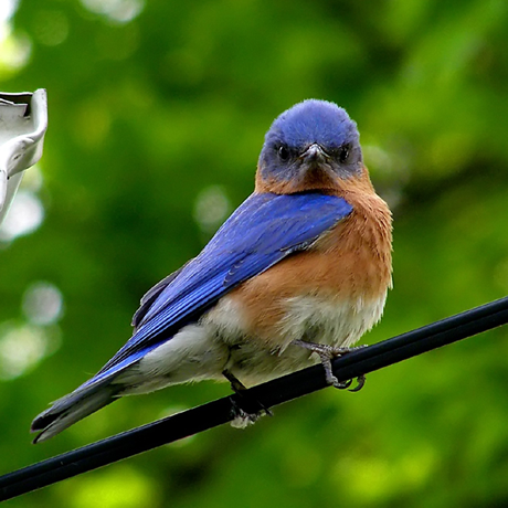 Eastern Bluebird