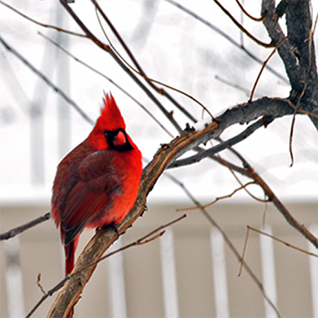 Northern Cardinal