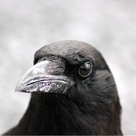 American Crow