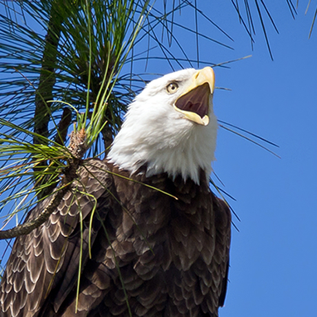 Bald Eagle