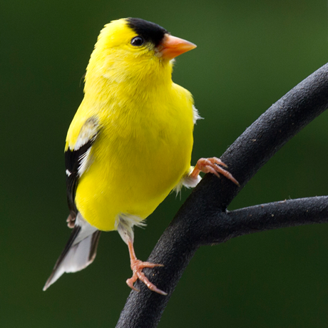 Goldfinch