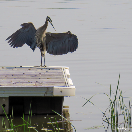 Great Blue Heron