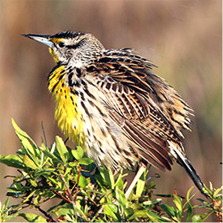 Eastern Meadowlark