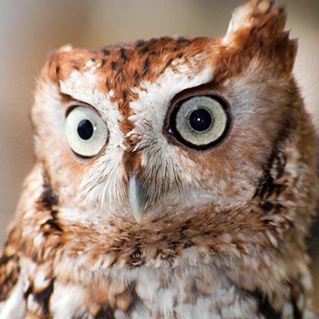 Eastern Screech-Owl