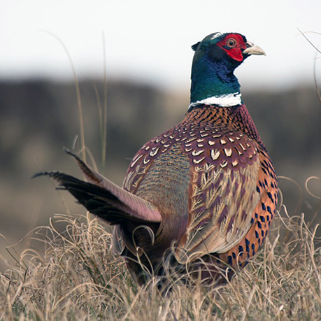 Ring-necked pheasant