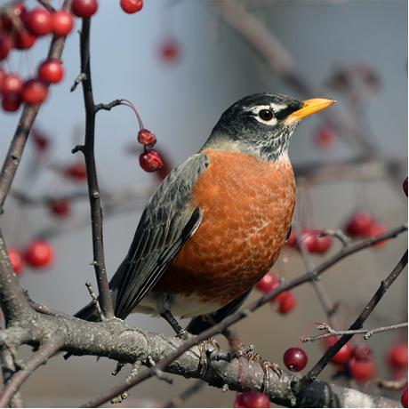 American Robin