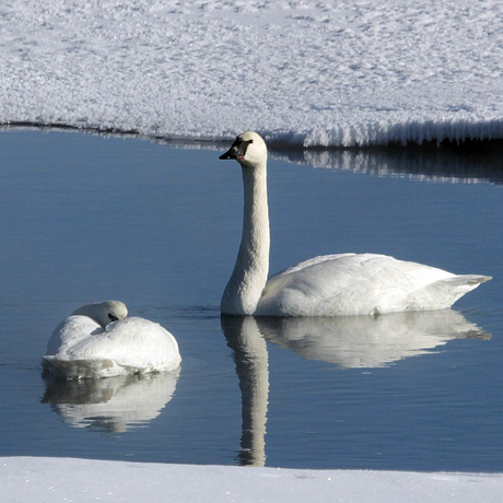 Trumpeter Swan